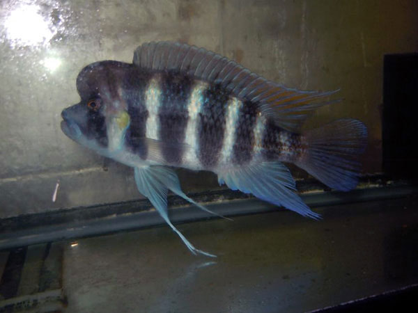 African Cichlid